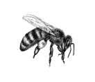 Bee Animation